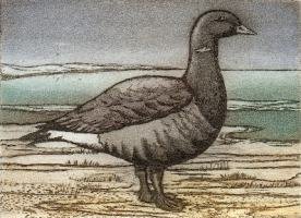brent goose